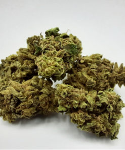 100517-003 Sweet Melon EU Medium